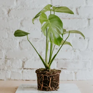 Monstera Deliciosa Μόσχευμα
