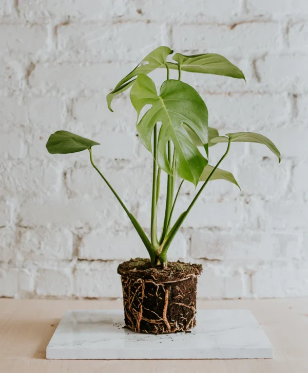 Monstera Deliciosa Μόσχευμα